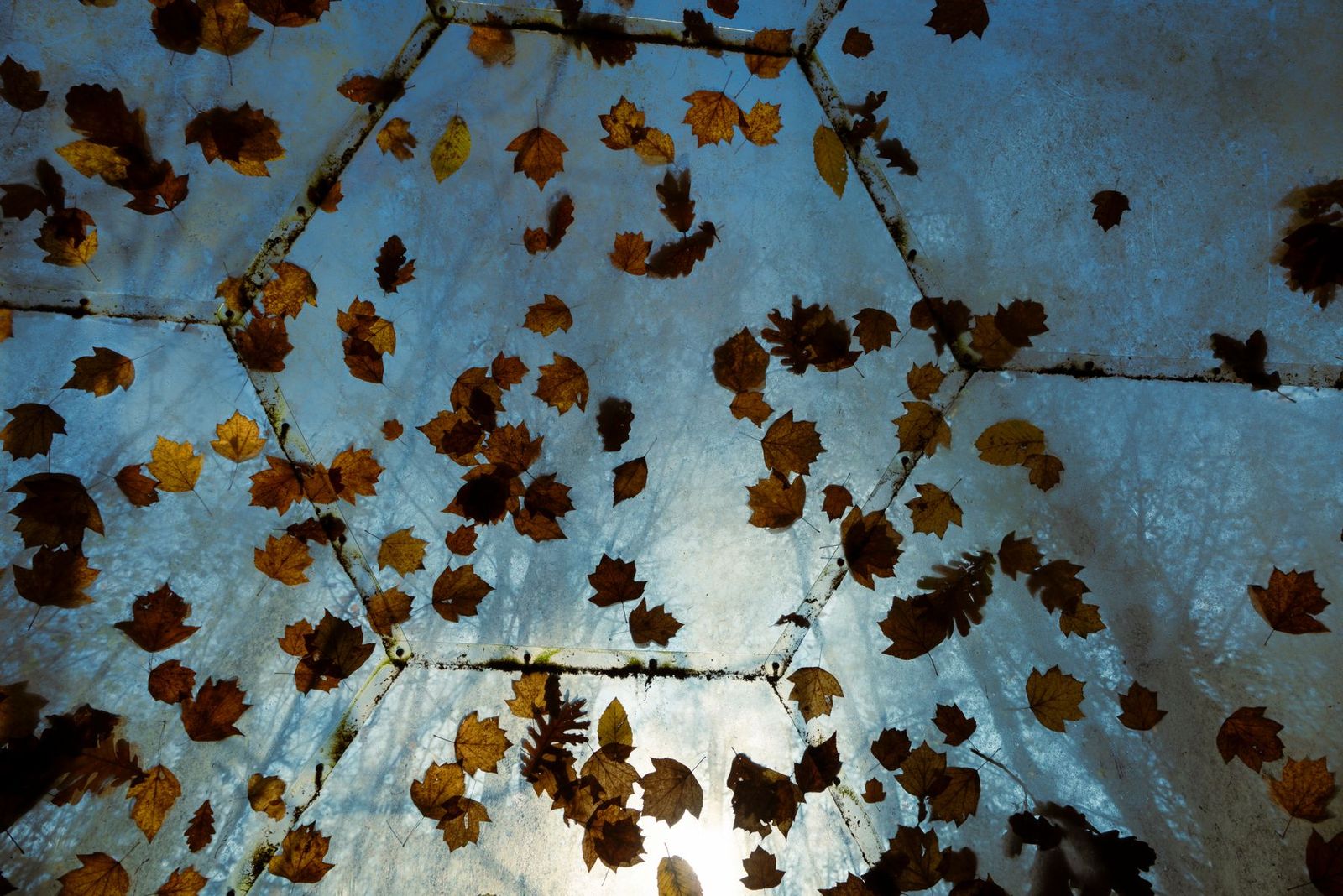 Trockenes Herbstlaub auf einem lichtdurchlässigen Dach im Gegenlicht