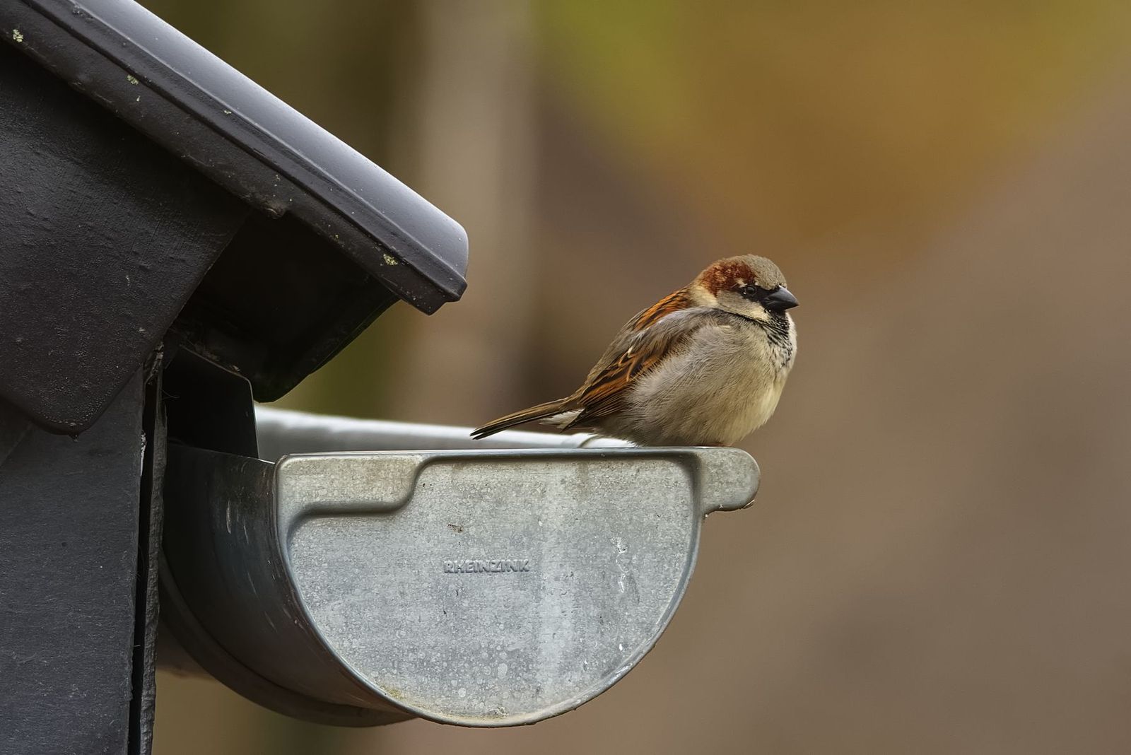 Spatz sitzt auf einer Metall-Dachrinne, Hintergrund unscharf